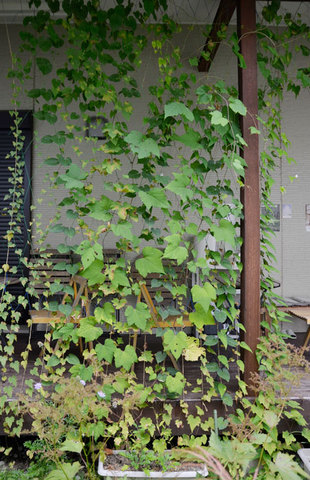 midori0908-03.jpg